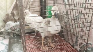 goose and turkey baby at home