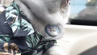 Cute animal 4