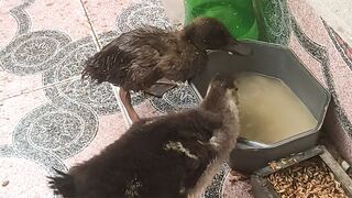 Khaki Campbell, Muscovy duck, goose, turkey bird all are at home.