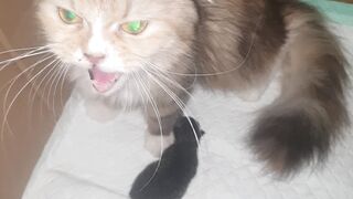 My cat Luna gave birth two kittens