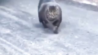 kelakuan kucing random part 1