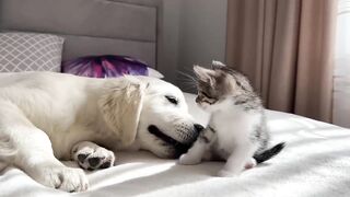 Golden Retriever Puppy Loves Tiny Kittens!