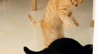 kelakuan kucing random part 2