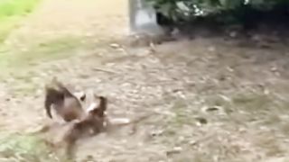 kelakuan kucing random part 3