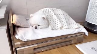 Puppy gets angry when he takes away his favourite blanket