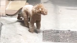 kelakuan kucing random part 4