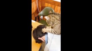 The Funniest Cat Videos on the Internet 4