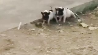 Funny dancing pig