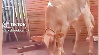 Best funny video 43