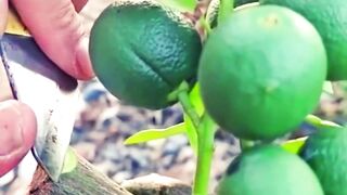 Fruit tree grafting tips.lemon tree grafting benifits