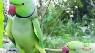 Ringneck Parrot