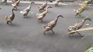 marching ducks