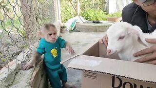 Monkey Cutis ????and Baby Goat????
