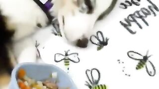 Dog wakes up with small of food ????????