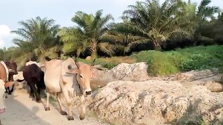 cows in oil palm plantations