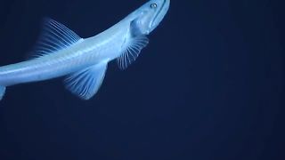 Beautiful Lizard Fish Never seen Before