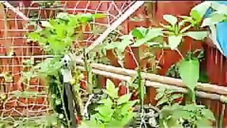 Tomatoes Plants in bottels