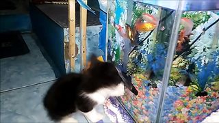 cute kitten 3