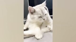 Best Funny Dogs and Cats Videos