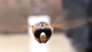 Best of funny animals videos