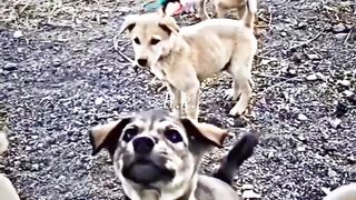 Ragni video 5