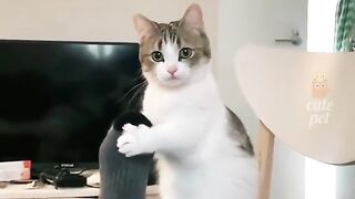 cute animal compilation