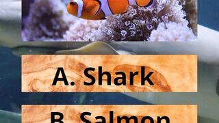 Fun animal quiz