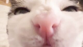 the kitten is eating something :)