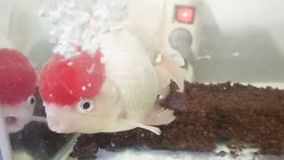 Ikan koky