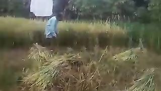 Si mbah panen padi