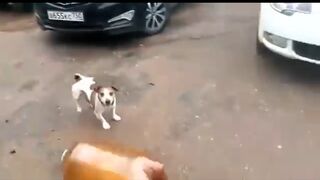 Two-liter explodes and stuns dog funny video