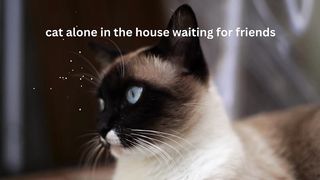 cute cat 11