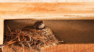 Bird Little House