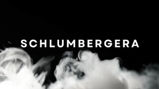 Schlumbergera