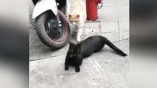 Kelakuan kucing lucu selingkuh didepan umum