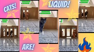 Cats Are Liquid!