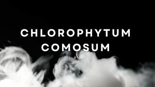 Le Chlorophytum comosum