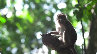 Monyet Sedang Mencari Makan