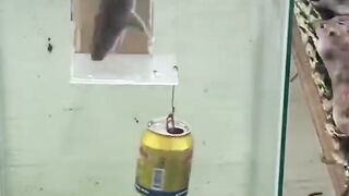 Mouse 2