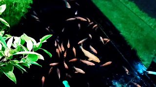 Kolam Taman ikan nila Larasati...!!!
