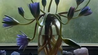 blue lotus