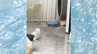 A collection of various cute cats