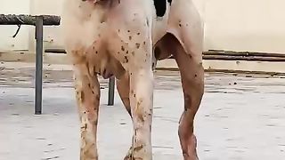 Pakistani bulldog #bully #cat #kitten #catlovers#doglover #shorts #trending #youtubeshorts #labrador #kingdog #dog #trendshorts #trendingvideo