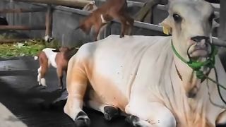Anak kambing lucu