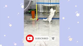 A collection of cats playing cute and smart