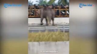gajah liar melintas dijalan Raya