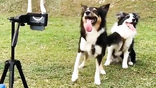 Vairl  samrt dog
