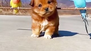 Cute dog 8