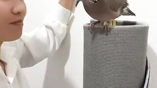 Vairl video 18