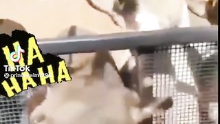 funny video 103